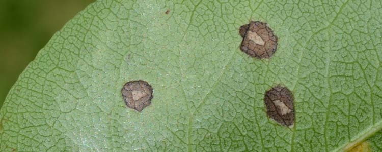 Mycosphaerella pyri (Weissfleckenkrankheit an Birne)