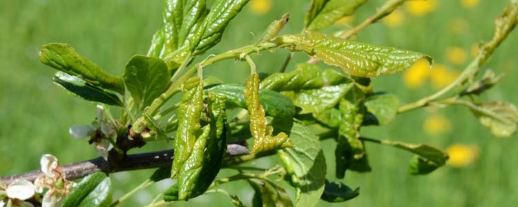 Brachycaudus helichrysi (grüne Zwetschgenblattlaus)