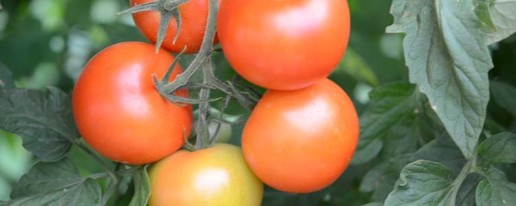 Tomaten (Lycopersicon esculentum)
