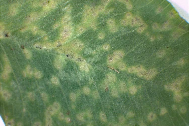 Kleeschwärze (Cymadothea trifolii) an Weissklee: Blattoberseite