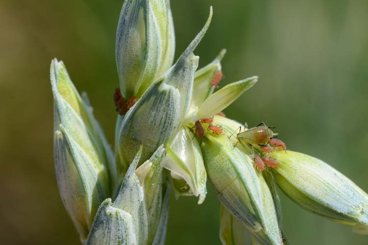 Grosse Getreideblattlaus (Sitobion avenae) Weizen