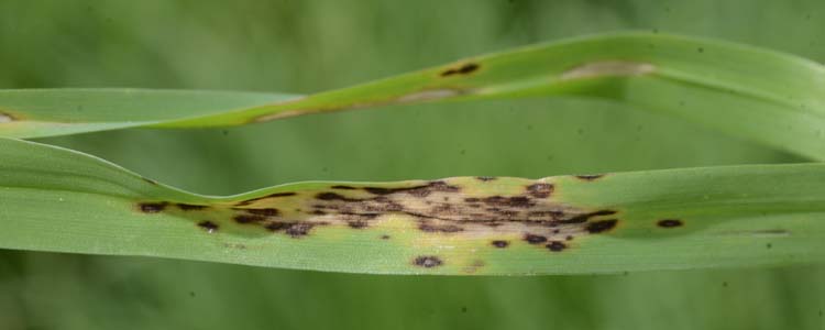 Mastigosporium Blattflecken (Mastigosporum rubricosum) an Knaulgras (Dactylis glomerata)