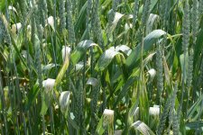Getreidehähnchen: Blattfrass der Larven an Weizen