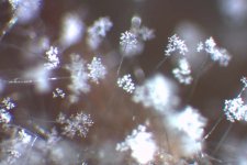 Grauschimmelfäule an Sonnenblumen (Botrytis cinerea)