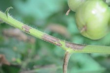 Kraut- und Braunfäule an Tomaten (Phytophthora infestans).