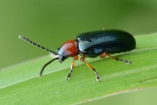 Getreidehähnchen: Käfer