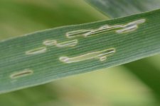 Getreidehähnchen: Blattfrass der Käfer an Gräsern