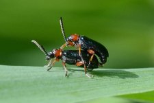 Getreidehähnchen: Käfer