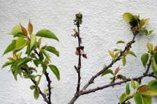 Monilia Blüten- und Zweigdürre