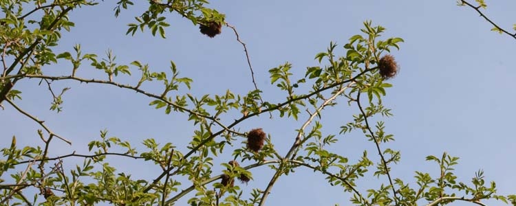 Diplolepis rosae (Rosengallwespe an Wildrose)
