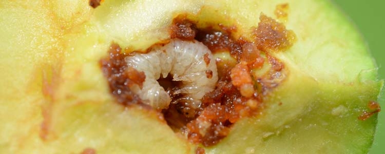Hoplocampa testudinea (Apfelsaegewespe) an Apfel
