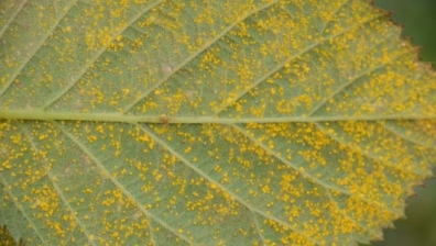 Brombeerrost (Phragmidium violaceum)