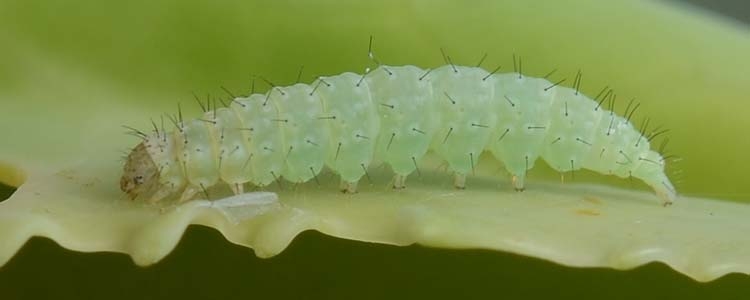 Kohlmotte (Kohlschabe) (Plutella xylostella)