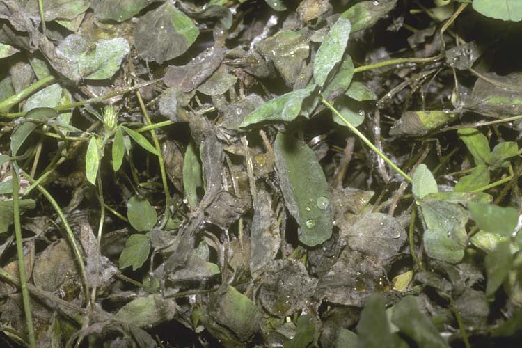 Kleekrebs (Sclerotinia trifoliorum) an Weissklee
