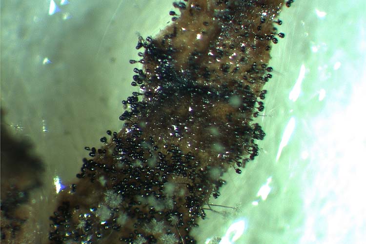 Braunfleckenkrankheit (Stemphylium sarciniforme) an Rotklee