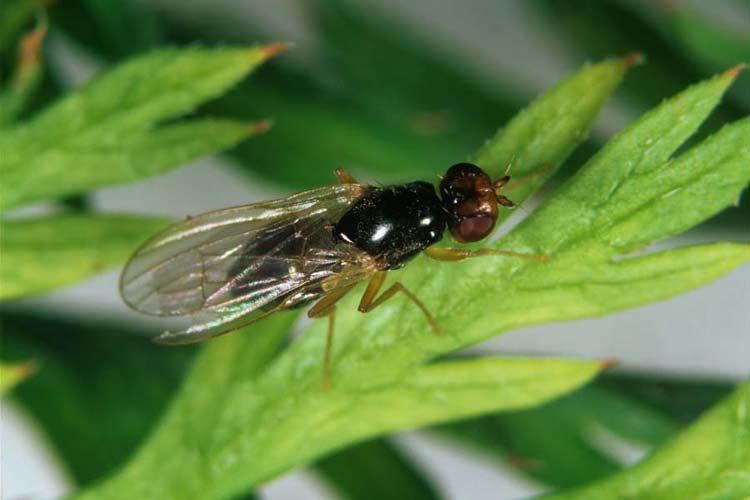 Möhrenfliege (Psila rosae) an Karotte  