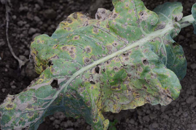 Kohlschwaerze (Alternaria brassicae): Blumenkohl