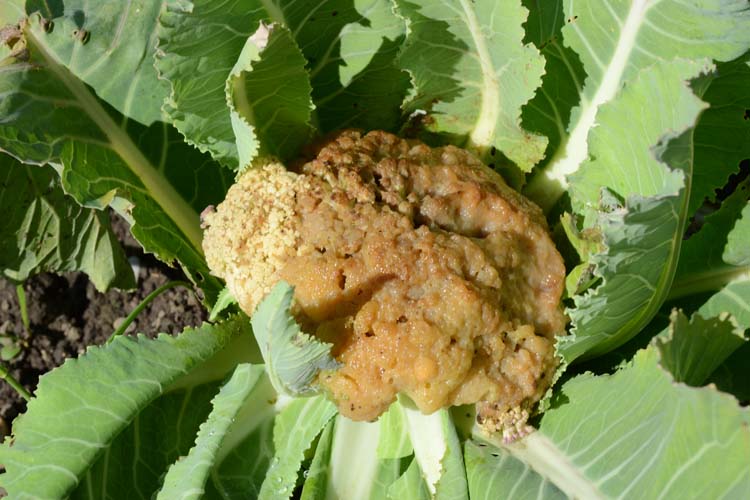 Bakterielle Weichfaeule an Blumenkohl