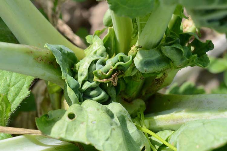 Kohldrehherzgallmücke (Contarinia nasturtii) Kohlruebe 