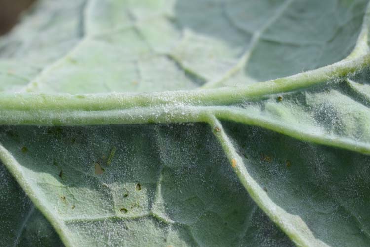 Echter Mehltau (Erysiphe cruciferarum) auf Kohlruebe