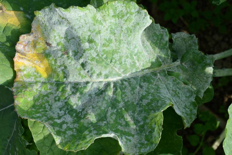 Echter Mehltau (Erysiphe cruciferarum) auf Kohlruebe