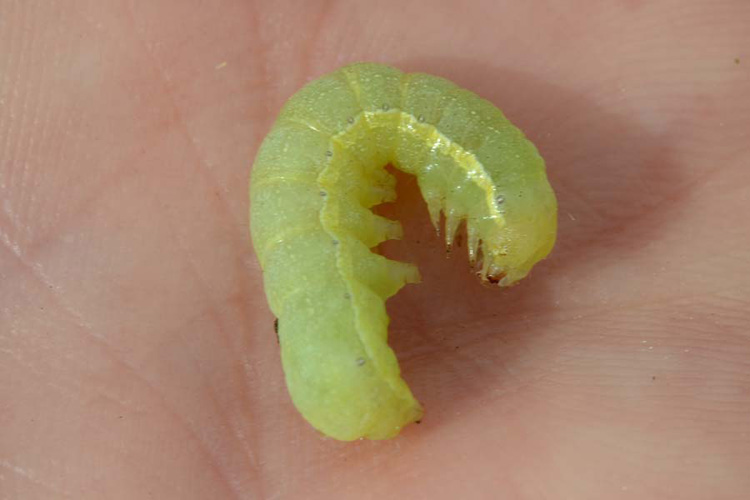 Kohleule (Mamestra brassicae): junge Raupe