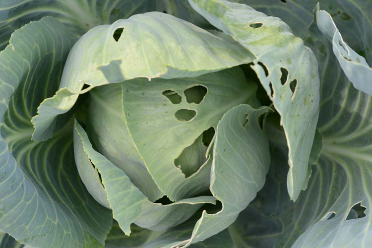 Kohleule (Mamestra brassicae): Schadbild Weisskohl 