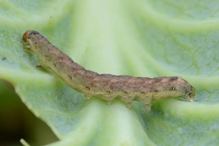 Kohleule (Mamestra brassicae): ältere Raupe