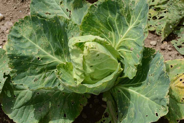 Kohlerdflöhe (Phyllotreta spp.) auf Spitzkohl 