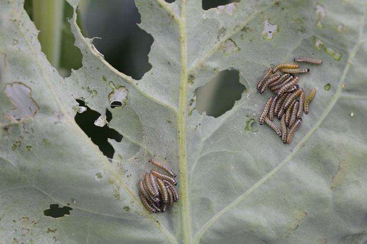 Grosser Kohlweissling (Pieris brassicae) Raupen an Rosenkohl 