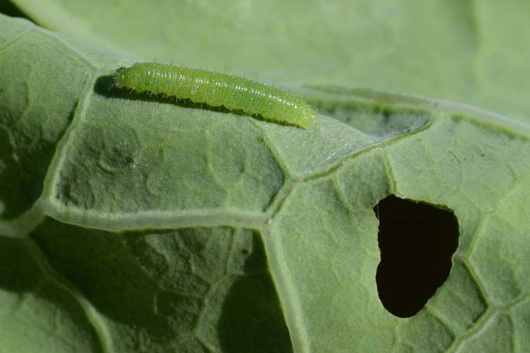 Kleiner Kohlweissling (Pieris rapae): junge Raupe auf Blumenkohl