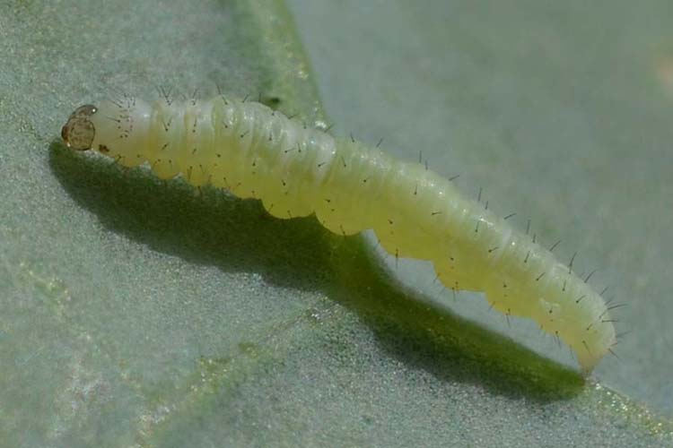 Kohlmotte (Plutella xylostella): Raupe an Weisskohl