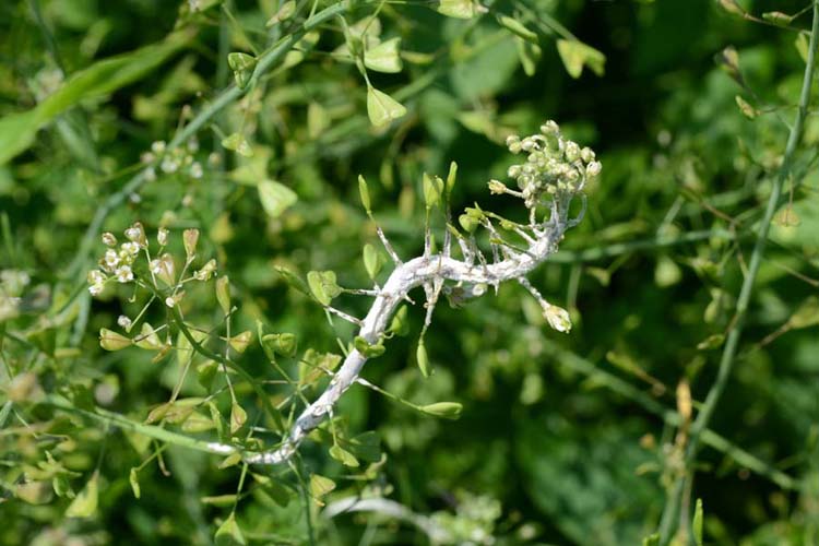 Weisser Rost (Albugo candida) Hirtentäschchen