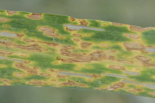 Ramularia-Blattflecken (Ramularia collo-cygni) an Roggen