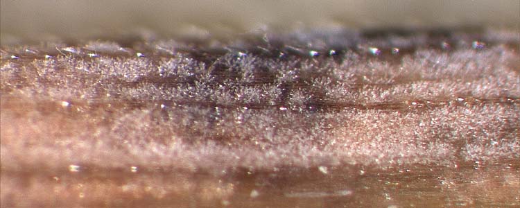 Ramularia Blattflecken (Ramularia collo cygni)