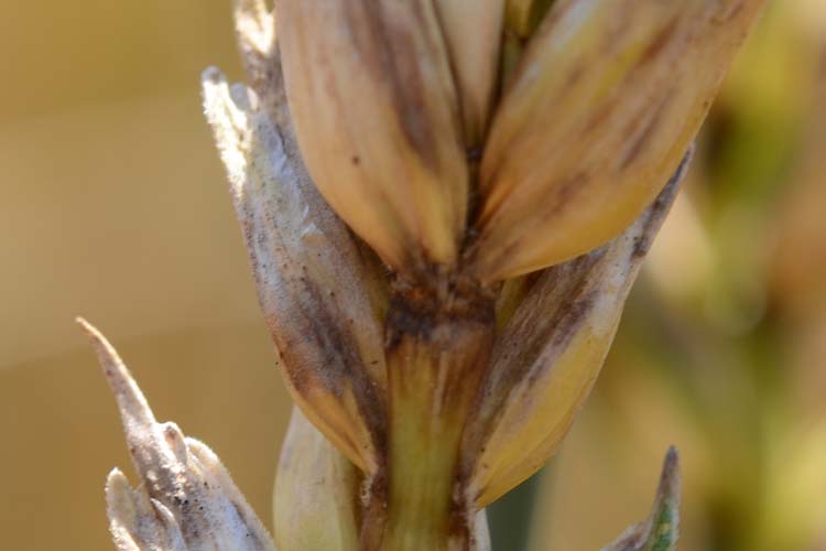 Blatt- und Spelzenbräune (Septoria nodorum) Weizen