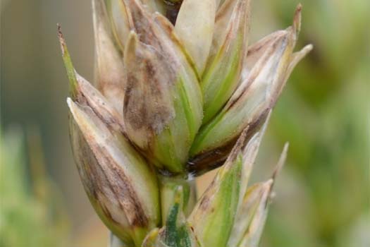 Blatt- und Spelzenbräune des Weizens (Septoria nodorum)