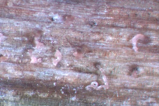 Blatt- und Spelzenbräune des Weizens (Septoria nodorum): Ranken mit Pyknosporen
