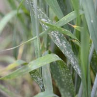 echter Mehltau des Getreides (Blumeria graminis)