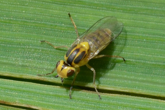 Gelbe Getreidehalmfliege (Chlorops pumilionis)