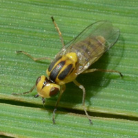 Gelbe Getreidehalmfliege (Chlorops pumilionis)