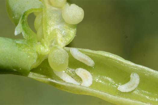 Kohlschotengallmücke (Dasineura brassicae)