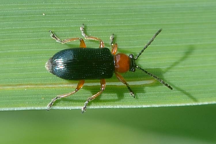 Käfer des Getreidehähnchens an Weizen (Oulema melanopus)