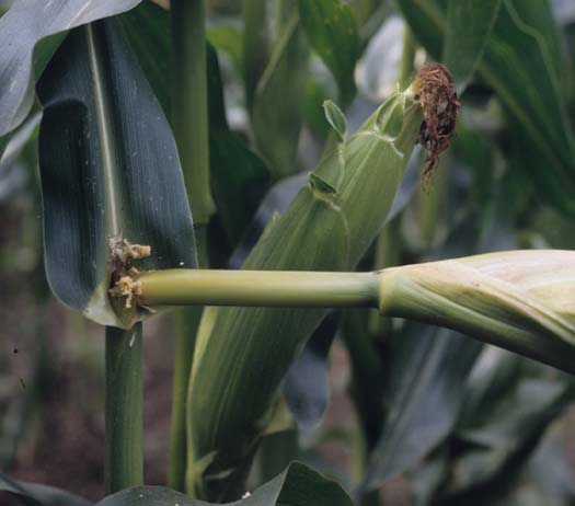 Maiszünsler (Ostrinia nubilialis) an Mais (Zea mays)