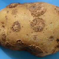 Kartoffelschorf (Streptomyces spp.)
