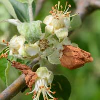 Apfelblütenstecher (Anthonomus pomorum)