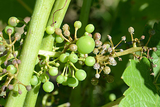 Falscher Mehltau der Rebe (Plasmopara viticola)