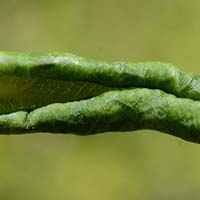 Rosenblattrollwespe (Blennocampa pusilla)
