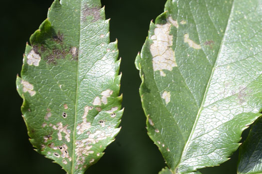 Rosenblattwespe (Endelomyia aethiops)