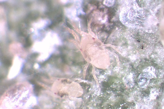 Gemeine Spinnmilbe (Tetranychus urticae)